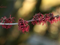 Hamamelis Livia 2015 02 07 3008